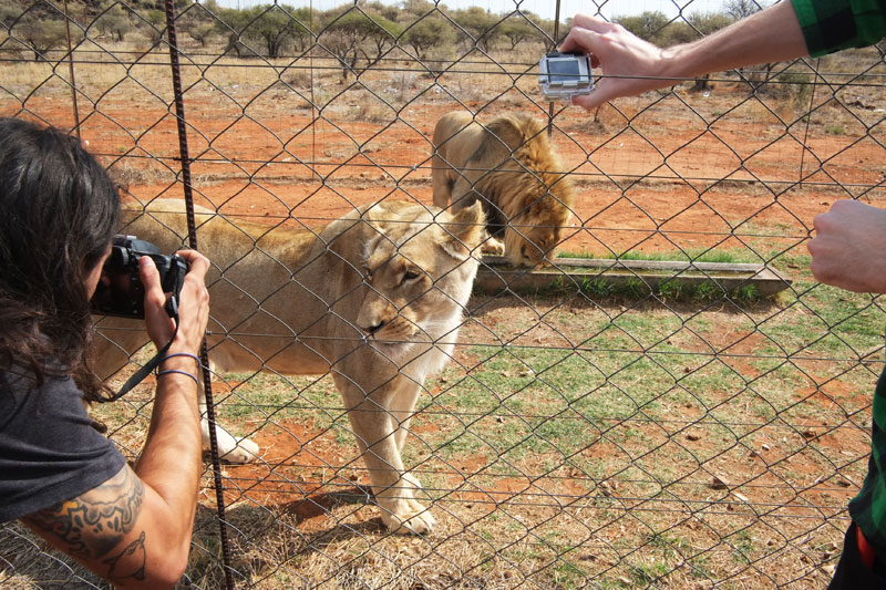 Kimberley, South Africa: Lions